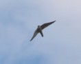 /album/my-local-birding-gallery/hobby-over-dewsbury-sewage-works-2-jpg/